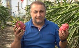 Ejder meyvesinin üreticisi oldu