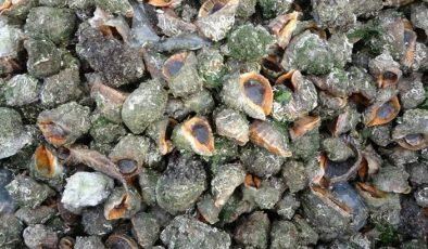 Deniz salyangozu ihracatı hamsiyi ikiye katladı