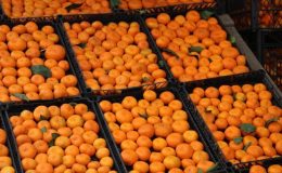 Derepazarı mandalinasında sevindiren hasat