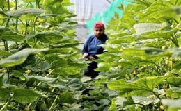 Domates serasında çalışacak eleman bulunamıyor