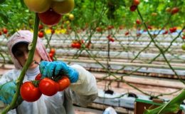 Hollanda’ya Manisa seralarından domates ihracatı