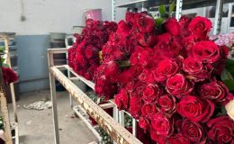 14 Şubat öncesi hasat yoğunluğu