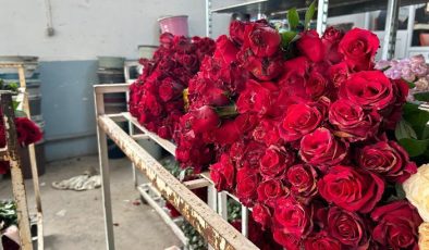 14 Şubat öncesi hasat yoğunluğu