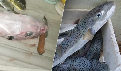 Bu balığı sakın tüketmeyin: Yüzgeçleri kesilmeden yenilirse kesinlikle öldürür