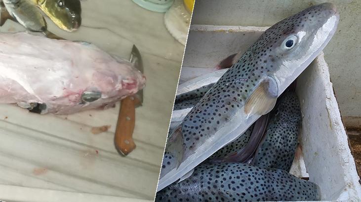 Bu balığı sakın tüketmeyin: Yüzgeçleri kesilmeden yenilirse kesinlikle öldürür