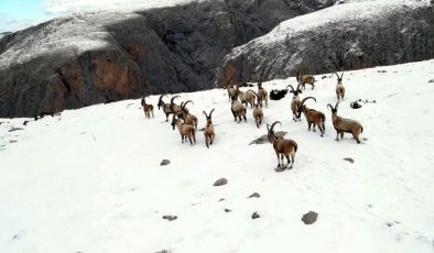 ’11 bin 284 yaban hayvanını tedavi edip yaşam alanlarına bıraktık’