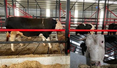 Fiyatı arabalarla yarışan ‘Paşa’ satışa çıkarıldı