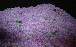 Göl kenarında hasadı erken başladı! Yağının litresi 12 bin euro