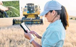 Hasat erken oldu beklenti iyi fiyat! Buğdayda kilograma 15 tl talebi var