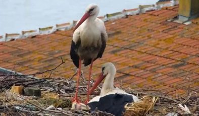 Yaren leyleğin 4 yavrusu oldu