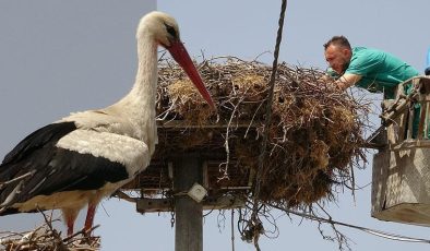 Bir yavrularını kaybetmişlerdi! Yaren leylek ile eşi Nazlı’dan haber var