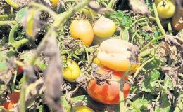 Çiftçinin en zor 15 günü!