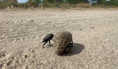 Devlet korumasındaki böcek! Ağırlığının 10 katı itme gücüne sahip