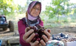 Keles kirazında 22 bin ton rekolte bekleniyor