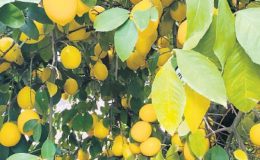 Limon nasıl 100 TL oldu?