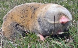 Yeraltındaki mucize! Sütü şifa olarak görülüyordu: Literatürde böyle bir bilgi var