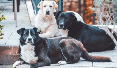 10 soruda sahipsiz hayvanlara yönelik düzenleme