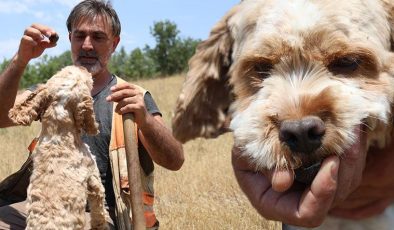 7 yıldır köpeği ile şehir şehir geziyor! Dünyanın en pahalı ‘elmas’ını buluyor