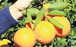 Bu kış portakal pahalıya gelecek