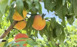 Bursa şeftalisinde hasat başladı