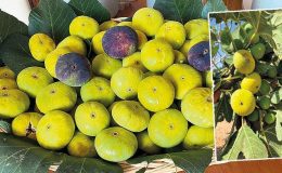 Erkenci incirin kilosu 200 lira