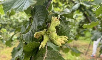 “Fındığı daldan değil yerden toplayın” tavsiyesi