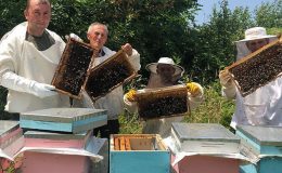 Kestane balına gal arısı darbesi: Üretimi yüzde 75 düşürdü