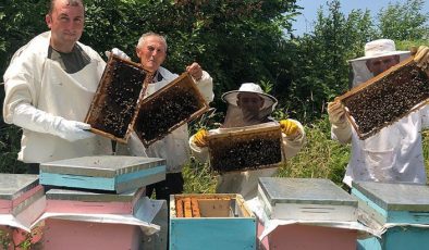 Kestane balına gal arısı darbesi: Üretimi yüzde 75 düşürdü