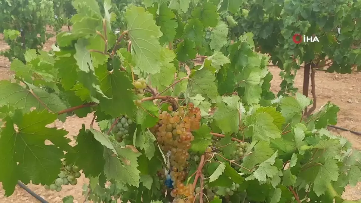 Konya’da İmeceyle Pekmez Yapımı