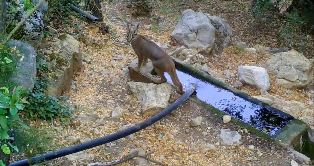 Nesli tehlikedeki karakulak, fotokapanla görüntülendi