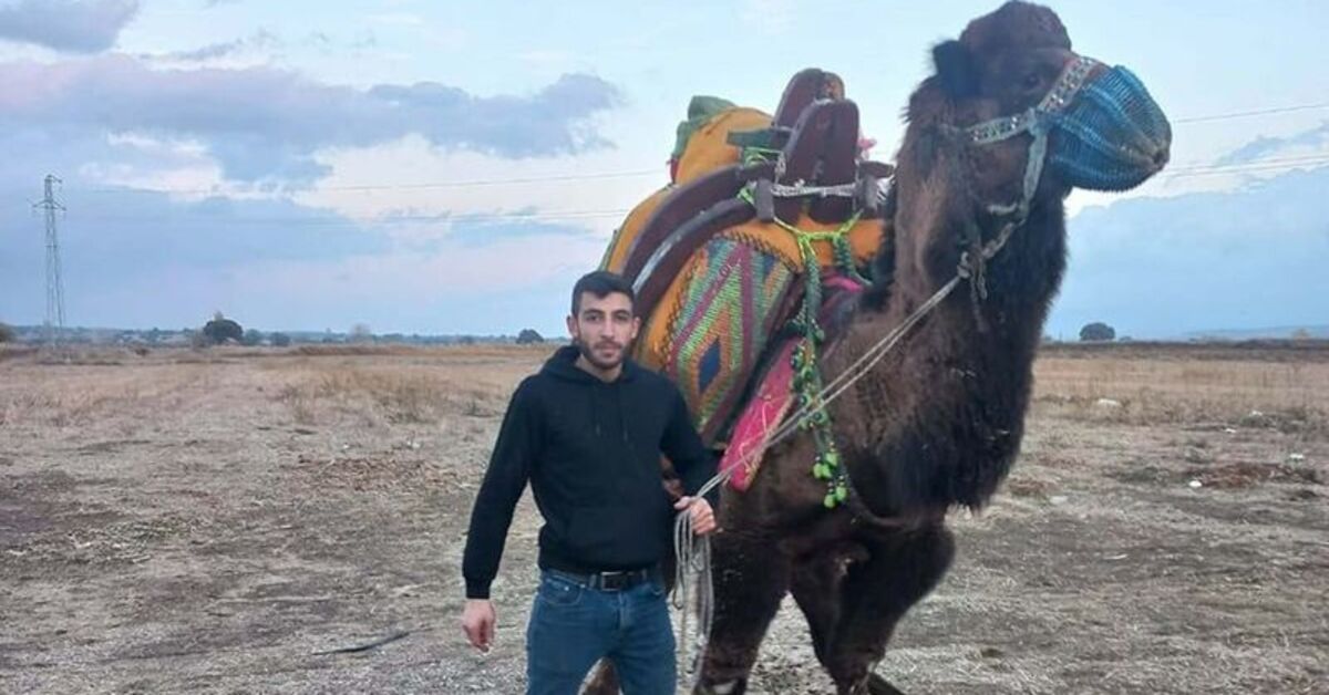 Deve güreşi için bir araya gelmişlerdi… Deve cinayeti!